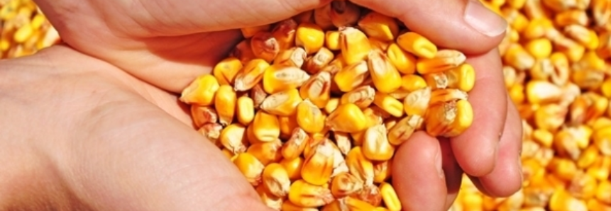 Exportações de milho seguem aquecidas nos EUA