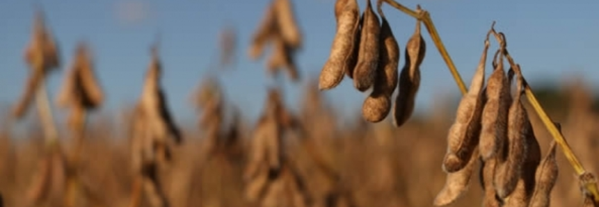 Colheita da soja avança e 17% da área de milho 2ª safra é semeada em Mato Grosso do Sul