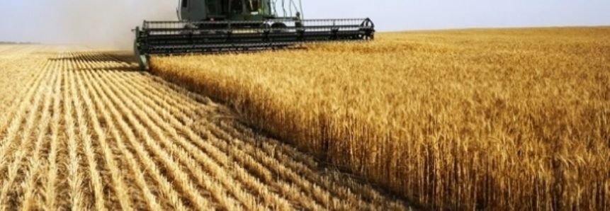 Governo libera R$ 100 milhões para leilões de trigo