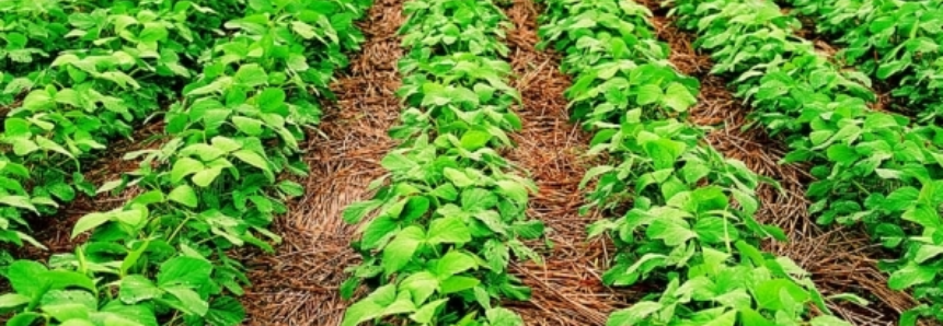 Produtividade da soja em Mato Grosso do Sul pode atingir 70 sacas por hectare em algumas regiões