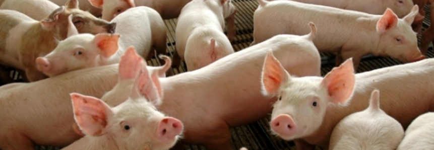 Brasil poderá adotar compartimentação para suínos