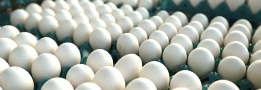Ovos: Diferença de preço entre ovos brancos e vermelhos aumenta