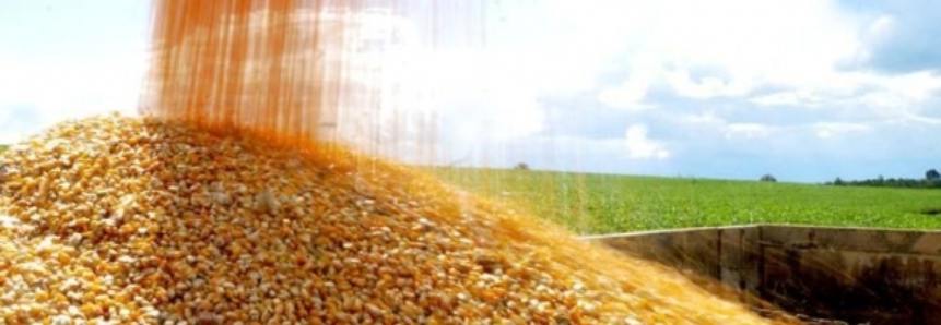 USDA anuncia a venda de 194,112 mil toneladas de milho ao Japão
