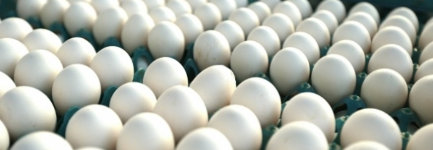 Exportação de ovos comerciais em janeiro de 2017