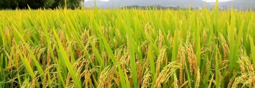 Mais de 300 mil sacas de arroz devem ser armazenadas