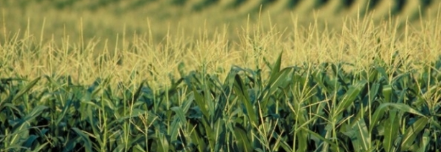 Safra de milho colabora para alta de 8,4% no valor da produção agrícola no Mato Grosso do Sul