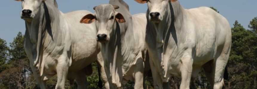 Boi: Vendas desaquecidas de carne limitam compras de boi