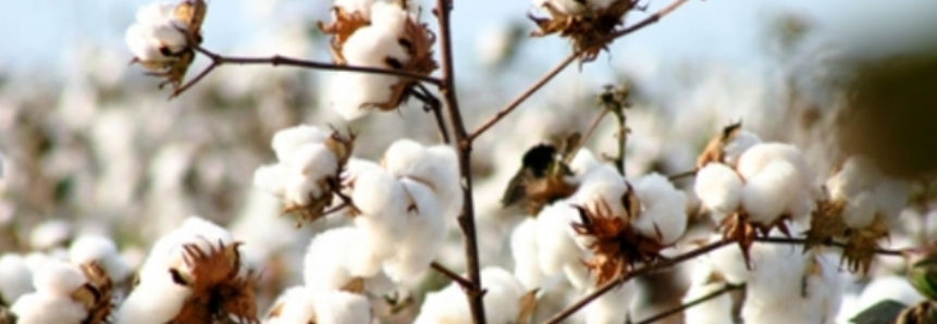 Exportação brasileira de pluma de algodão caiu em fevereiro