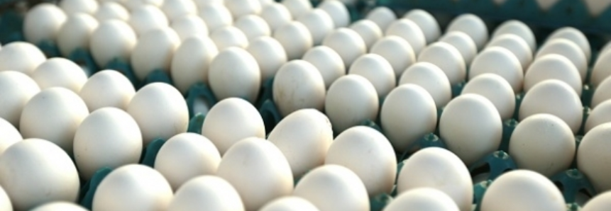 Mercado de ovos calmo e preços estáveis