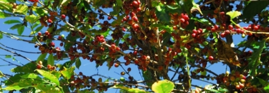 Geada pode atingir cafezais do Paraná e do sul de MG