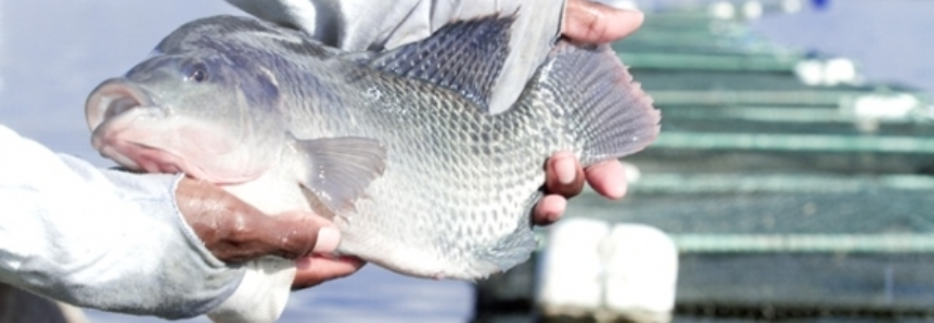Paraná ocupa primeiro lugar na produção de peixes no Brasil