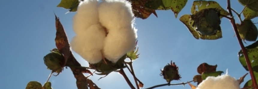 Estoques mundiais de algodão devem cair 7%, projeta Comitê