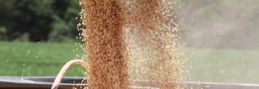 Chuva afeta 110 mil toneladas de soja, milho e trigo no RS