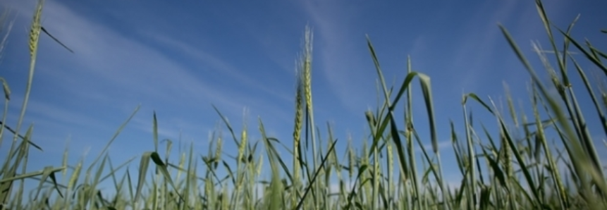 Argentina pode plantar mais trigo que o inicialmente esperado