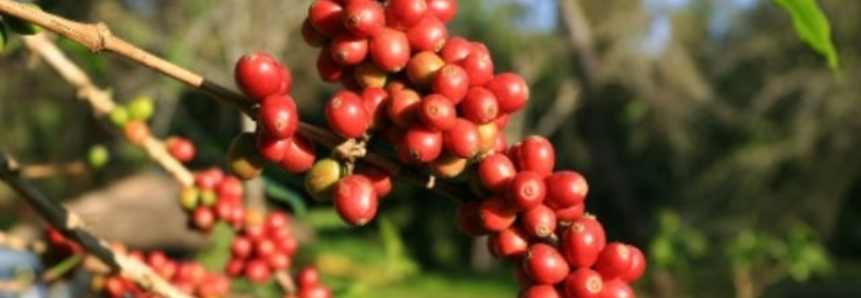 Café em grão tem aumento de 2,6% nas exportações de março deste ano