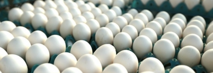 Mercado de ovos segue firme, mas preços não tiveram alteração
