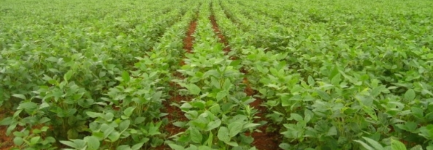 Colheita do feijão avança e ultrapassa 80% da área cultivada no Rio Grande do Sul