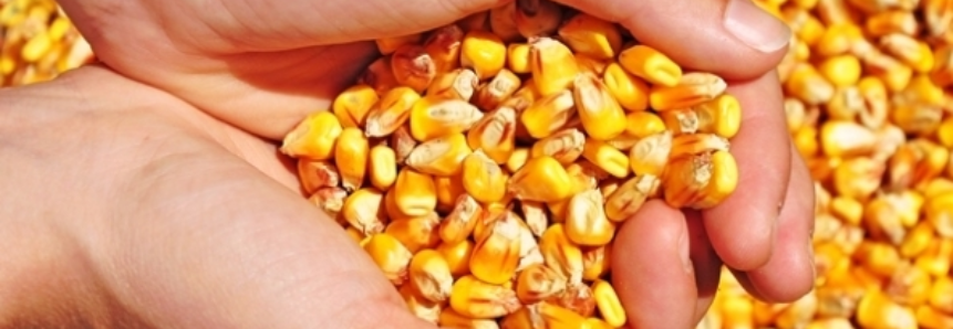 Em Chicago, milho exibe ligeiras movimentações na manhã desta 6ª feira e opera próximo da estabilidade