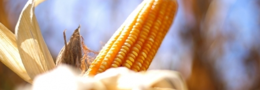 Brasil deve ter safra recorde de milho perto de 100 mi t em 2016/17, diz Agroconsult