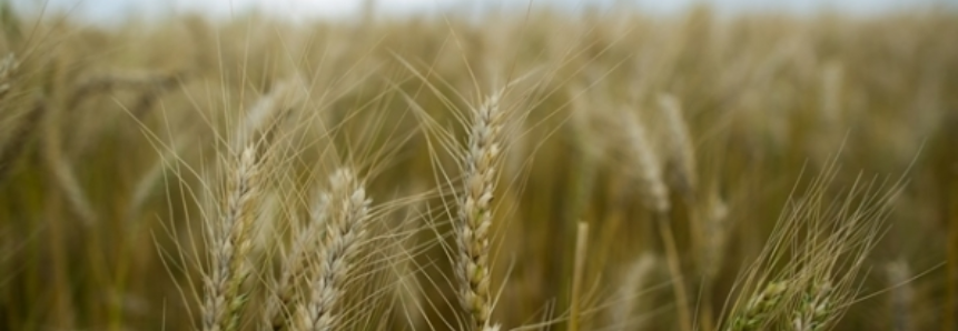 Coocam vai manter área plantada de trigo