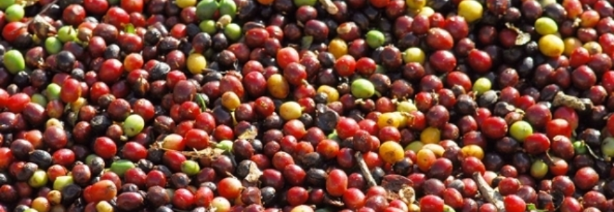 Chuvas atrapalham colheita de café, diz Cepea