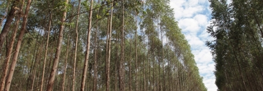 Evento vai abordar relação entre oferta e demanda de produtos florestais