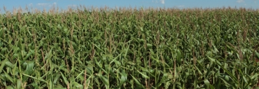 Safra de milho na África do Sul deverá atingir recorde de 15,6 milhões de toneladas