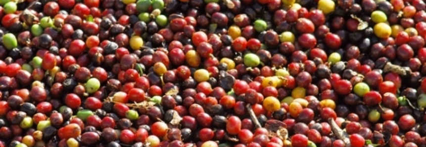 Chuva prejudica a colheita do café produzido no ES e em MG