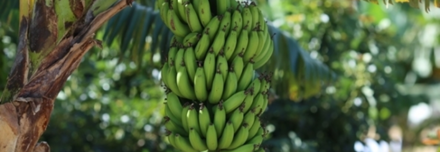 Banana: Cotação da prata cai para o menor patamar do ano