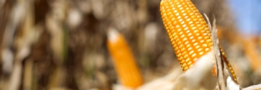 Custo do milho em MS supera em R$ 200 renda ao produtor