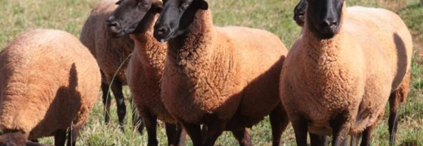Instituto do Ministério da Integração contrata consultoria técnica para cadeia produtiva de ovinos e caprinos