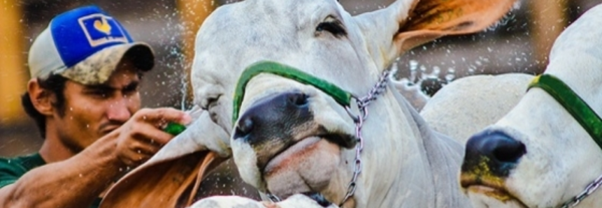 Manejo racional de bovinos prioriza bom relacionamento entre homem e animal