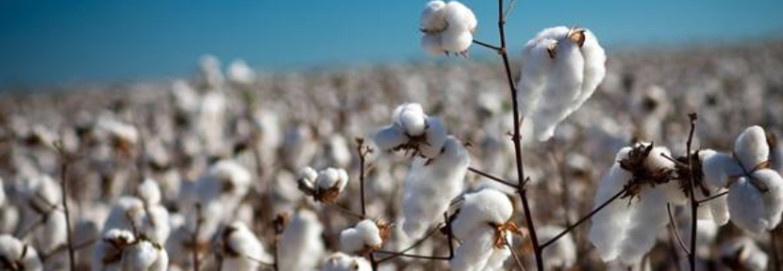 Exportação de algodão sobe 12,4% ante agosto de 2015, mas receita recua