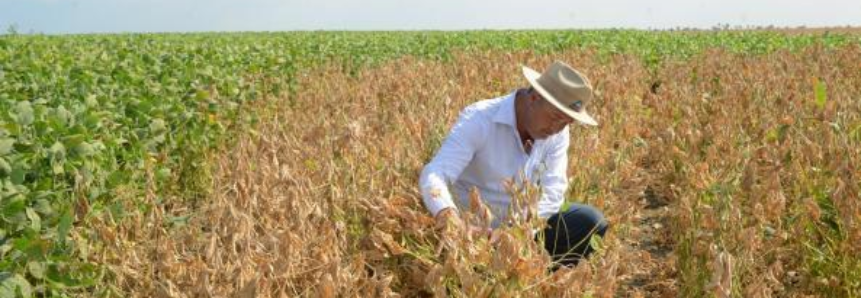 Em Roraima, Colheita da Soja 2016 terá palestras e Dia de Campo