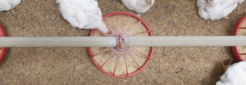 Há 12 anos avicultura coloca o Brasil na mais alta posição em exportação de frango