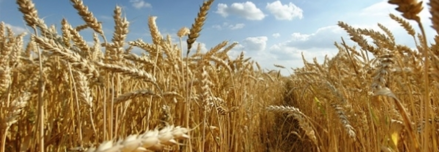 Análise semanal do mercado do trigo