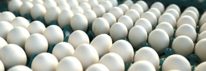 Em 2016, produção de ovos e abate de frangos e suínos são recordes