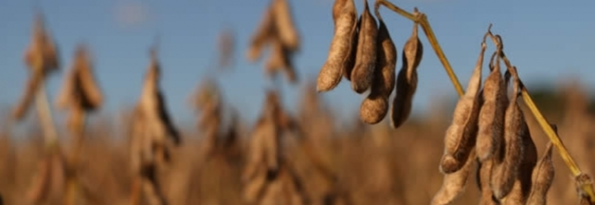 Com colheita da soja em 68%, AgRural sinaliza safra maior
