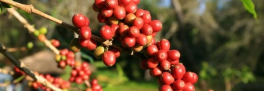 Honduras exportou US$ 512 milhões em café