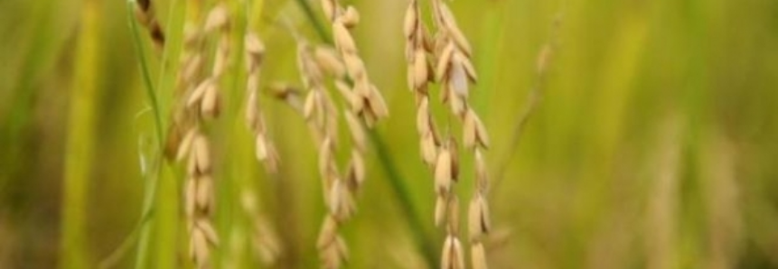 México abre mercado para arroz brasileiro