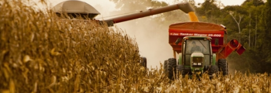 Santa Catarina: Produção do milho está boa, mas preço não atrai produtor