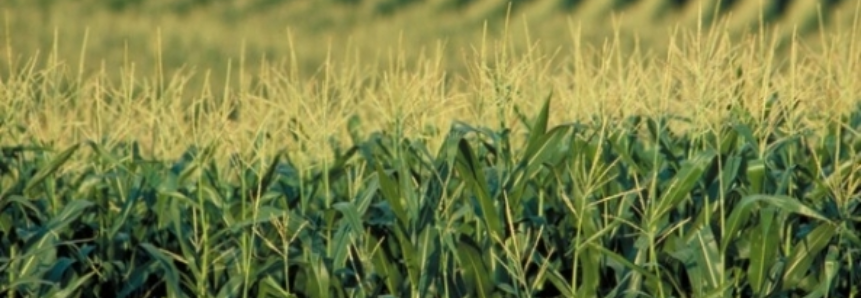 Safrinha de milho começa bem e com boas perspectivas no Mato Grosso do Sul
