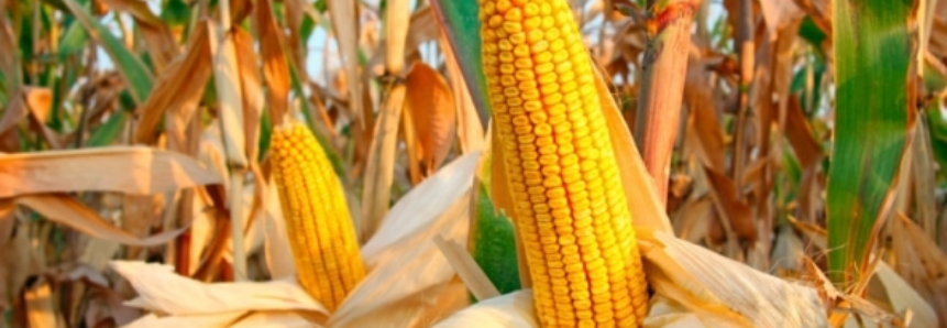 USDA anuncia venda de 132 mil t de milho para a Coreia do Sul