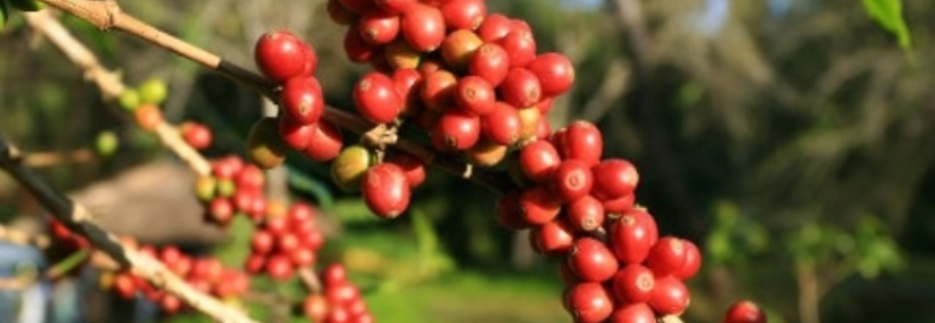 Faturamento bruto da lavoura de café no Brasil é estimado em R$ 22,63 bilhões em 2017