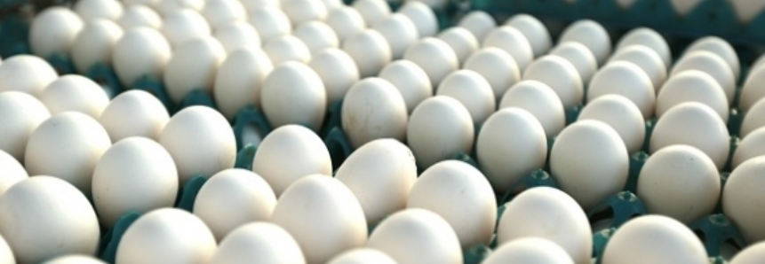 Ovos: em 2016 produção aumentou quase 6%