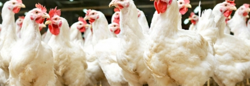 Carne salgada afeta negativamente exportações de frango