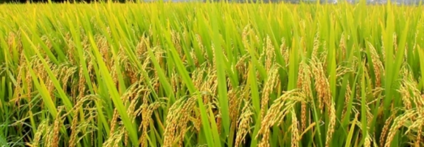 Cotações do arroz perdem a referência no Sul do Brasil