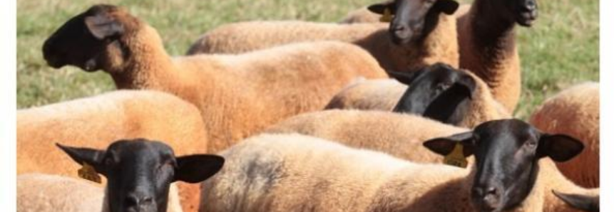 Com rebanho de meio milhão de ovinos, Santana do Livramento (RS) se destaca na produção de lã e carne de cordeiro