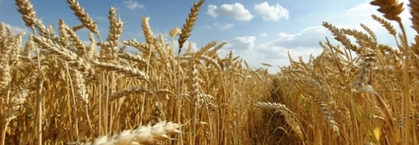 USDA informa a venda de 120 mil t de soja e 120 mil de trigo