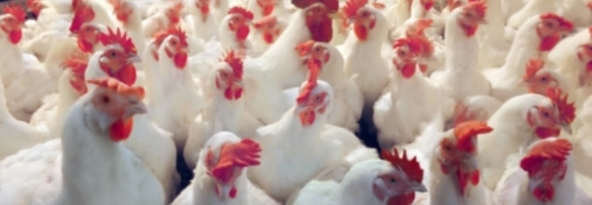 O abate de frangos cresceu 1,1% e atingiu 5,86 bilhões de cabeças e o abate de suínos cresceu 7,8%, chegando a 42,32 milhões de cabeças